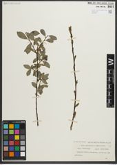 Foto von Salix myrsinites L. x Salix phylicifolia L.